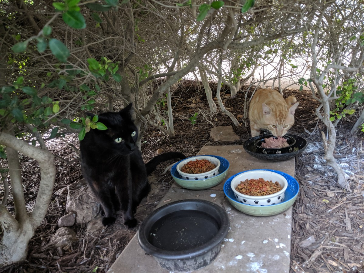 Lucifer & Boze, May 31, 2019