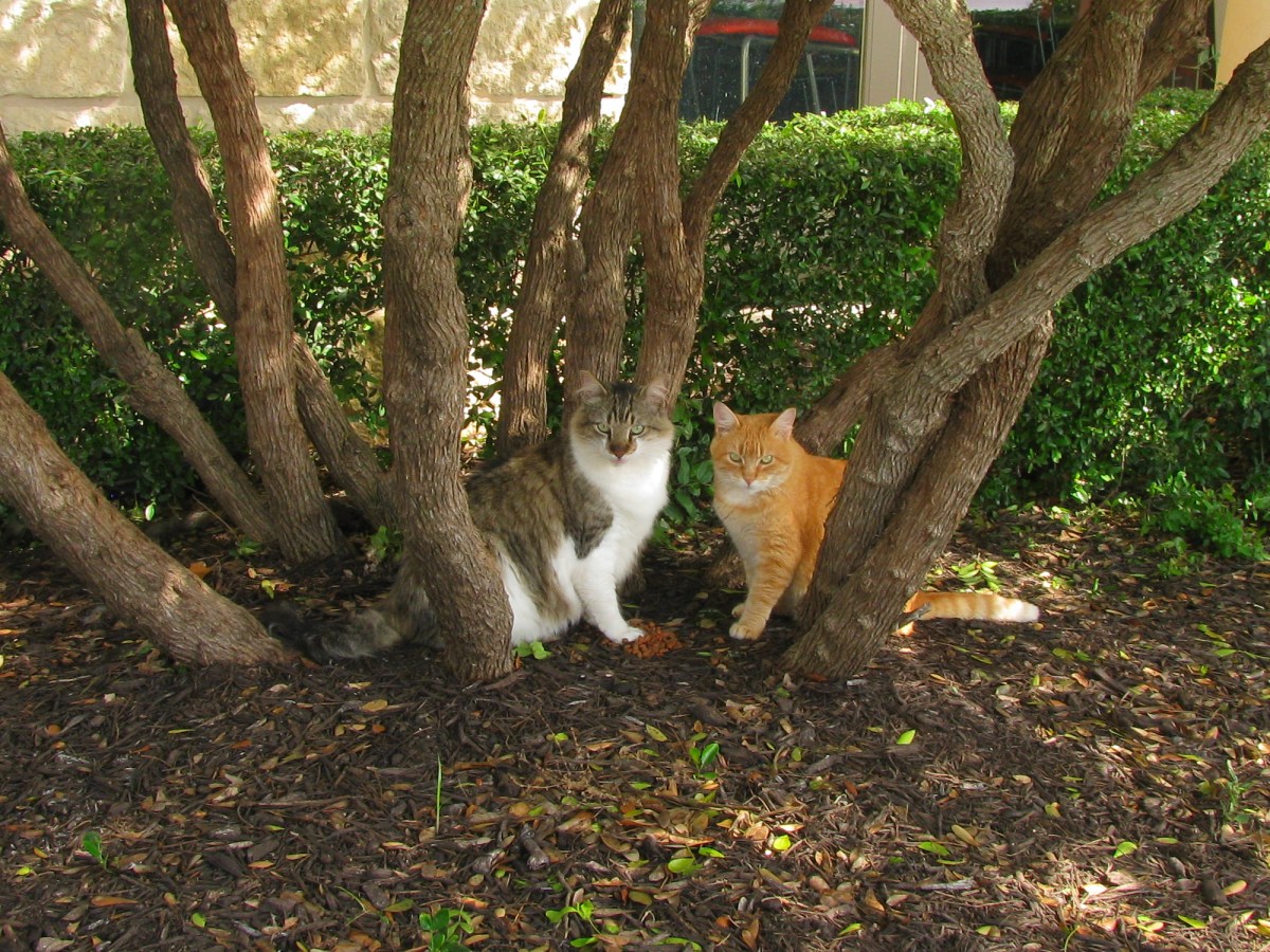 Rocky & Rusty, June 1, 2019