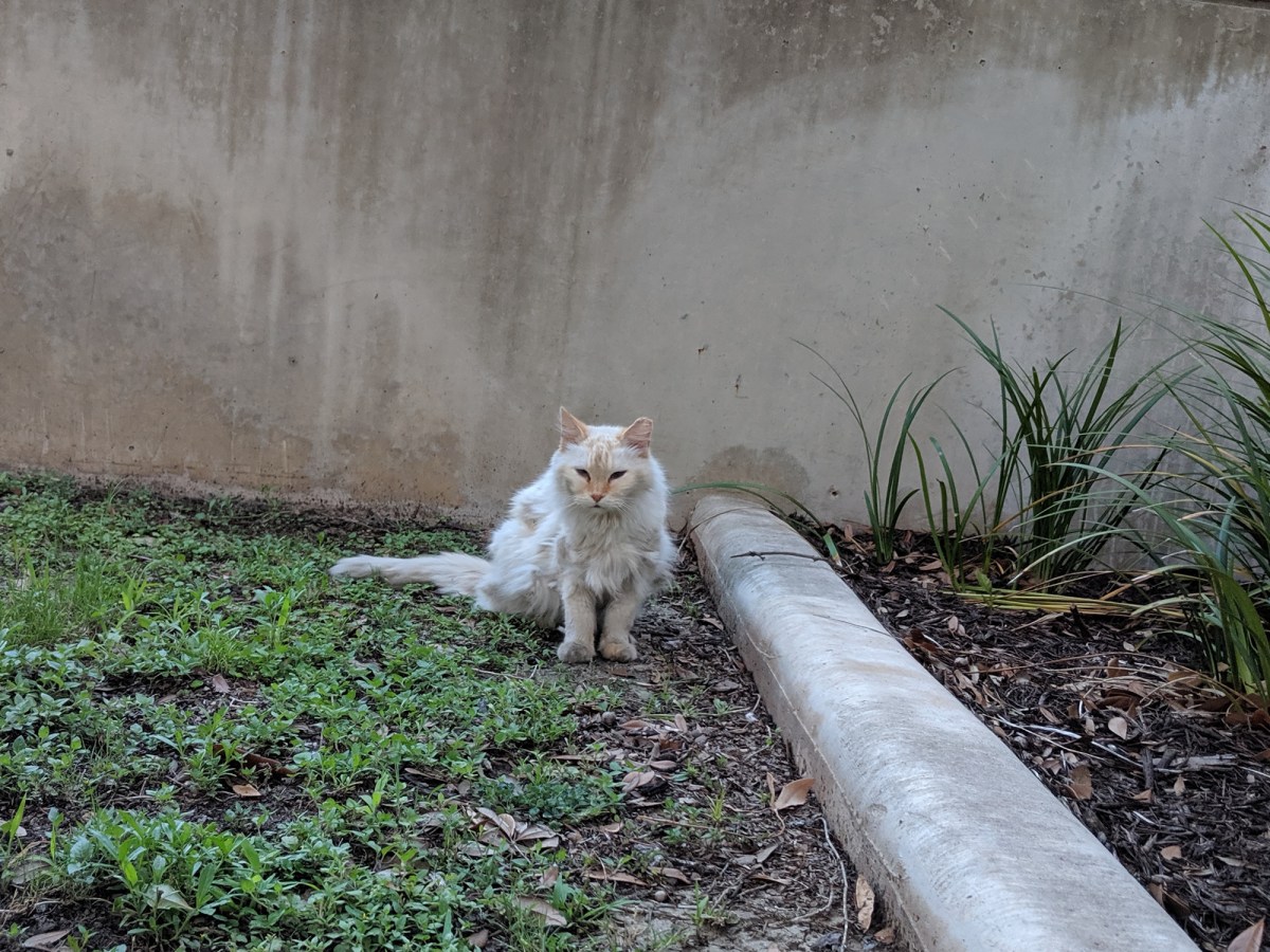 Snowball, June 7, 2019