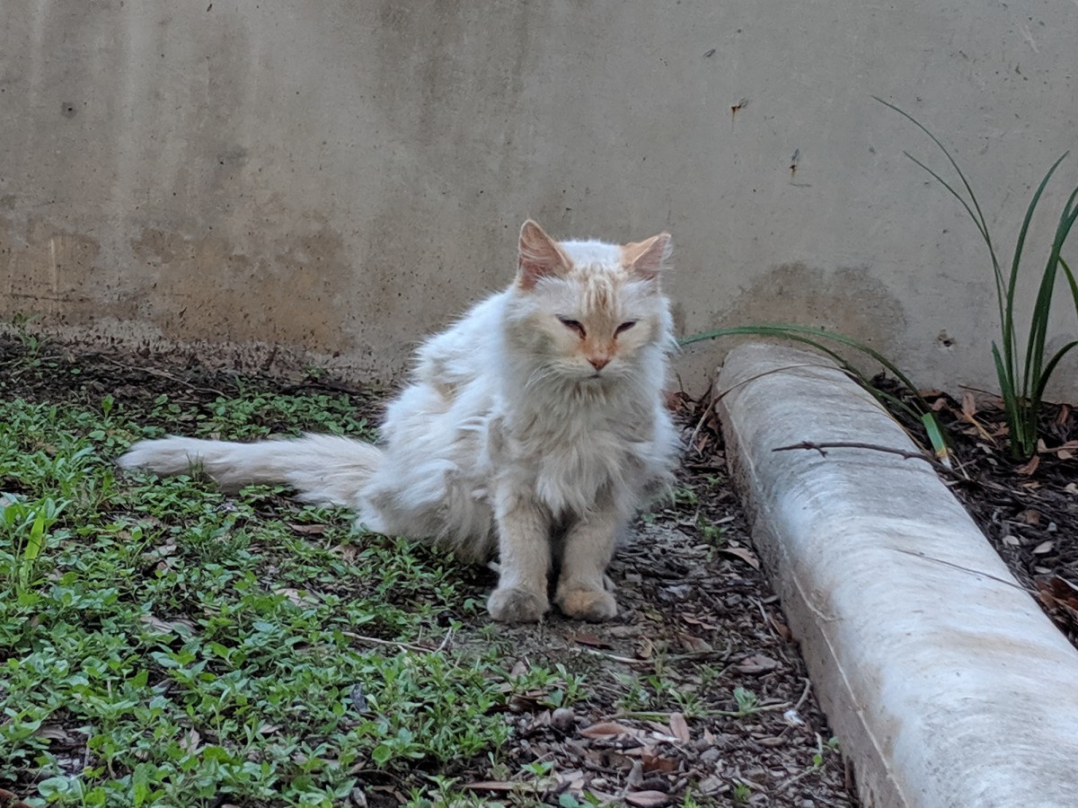 Snowball, June 7, 2019