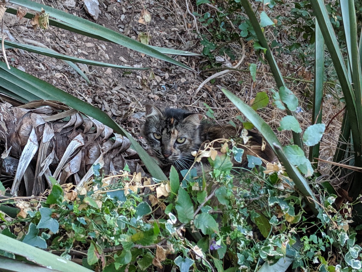 Chloe & Foxy, October 19, 2019