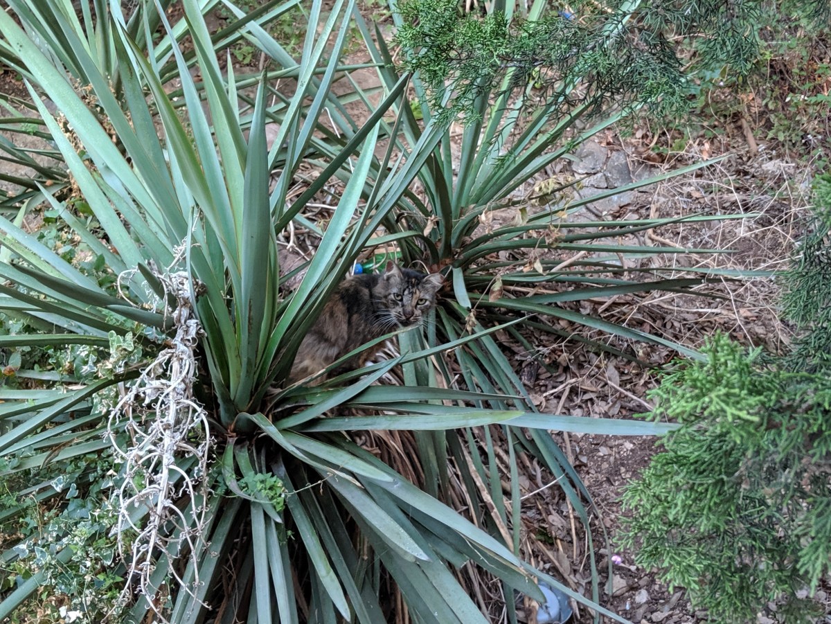 Fluffy, October 6, 2019