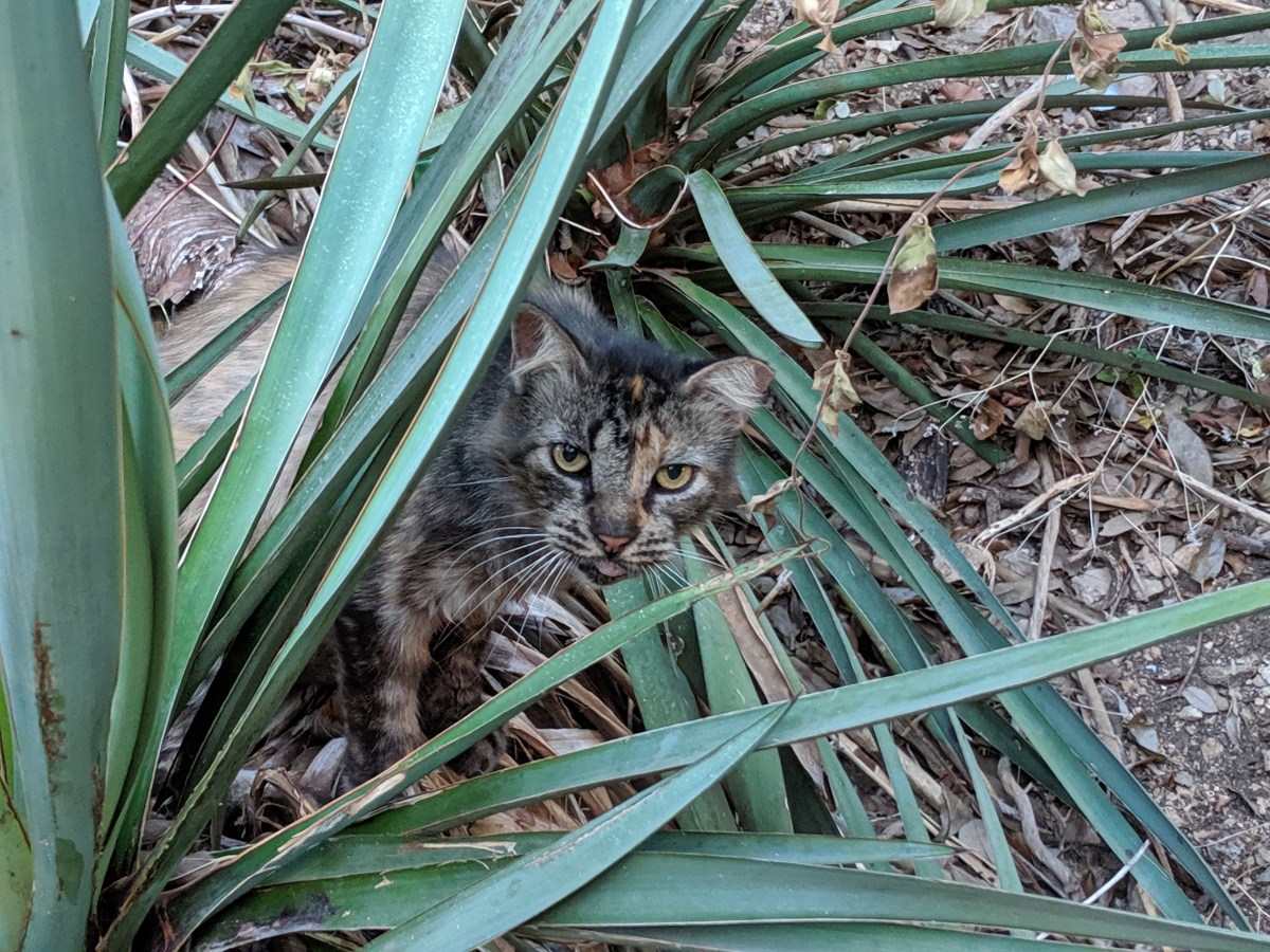 Fluffy, October 6, 2019