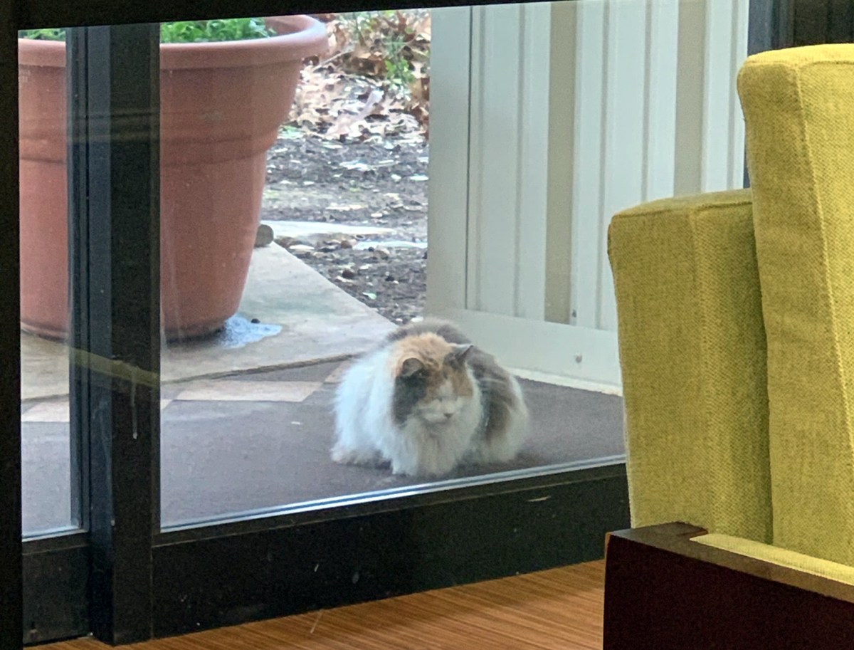 Cindy, February 18, 2019