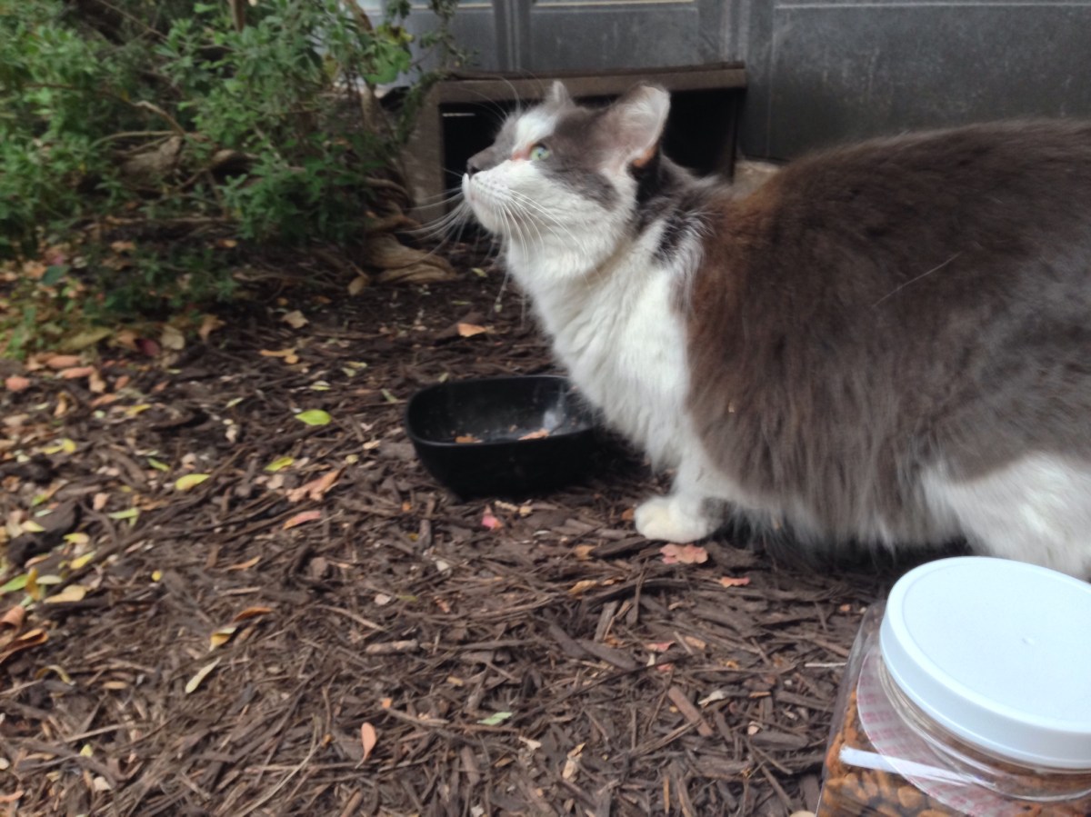 Charlie, November 28, 2019