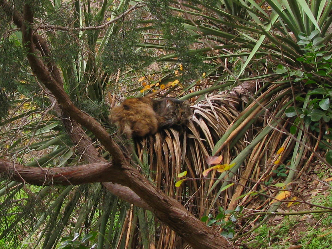 Fluffy, December 27, 2019