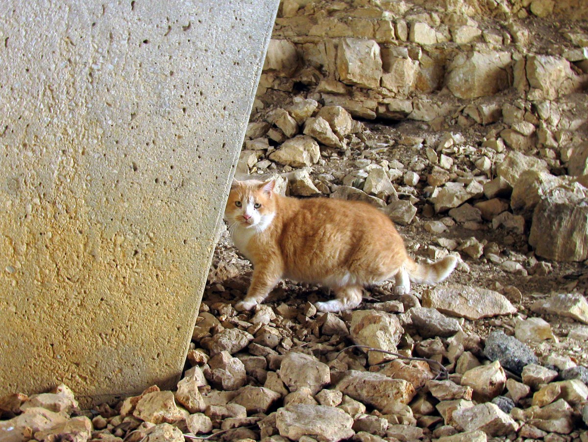 Foxy, December 27, 2019