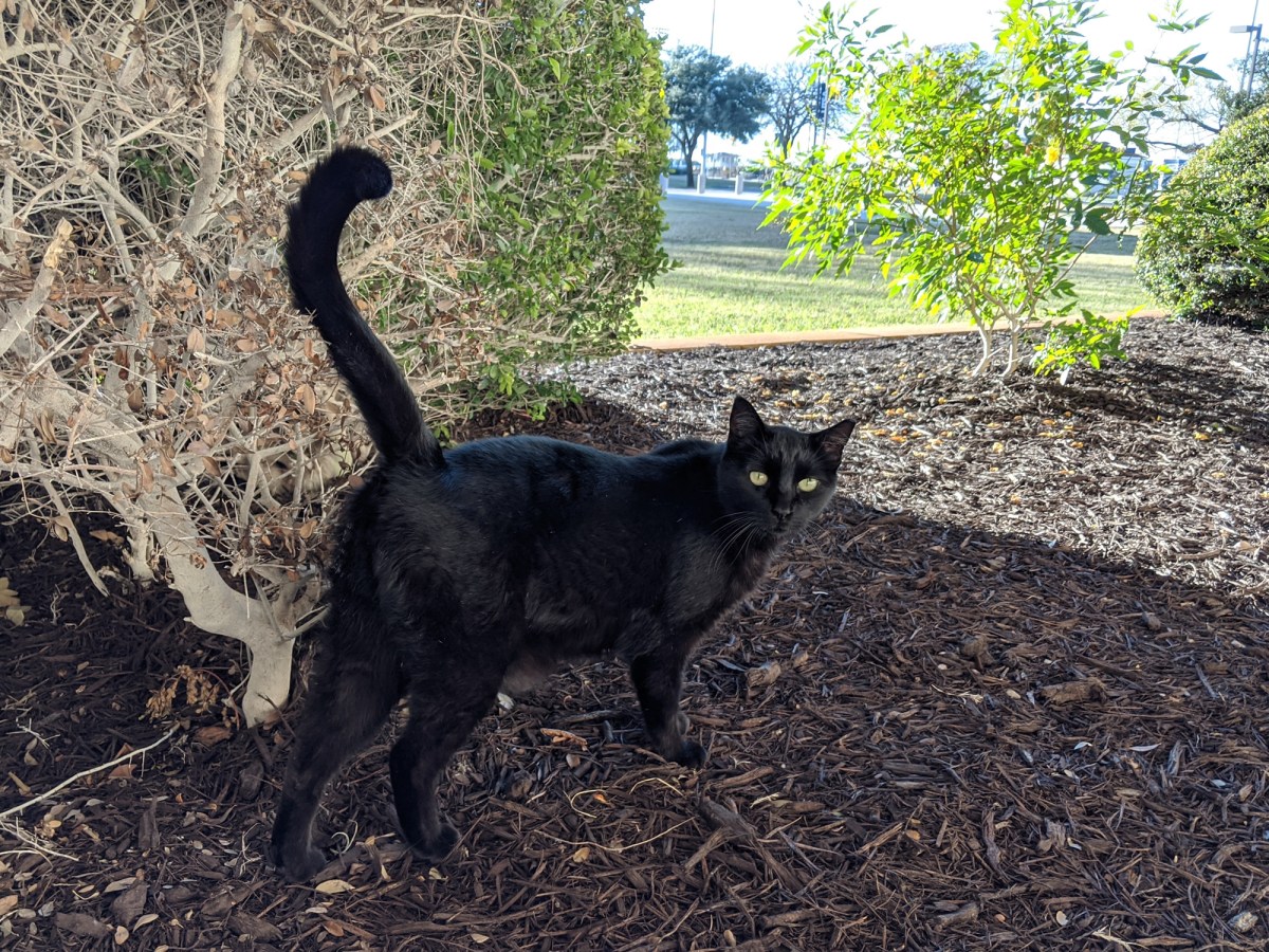 Lucifer, December 23, 2019