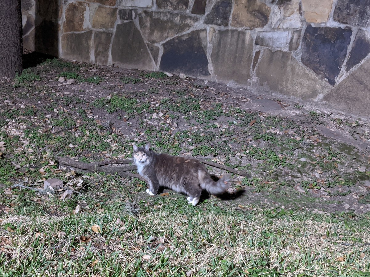 Polly, December 14, 2019