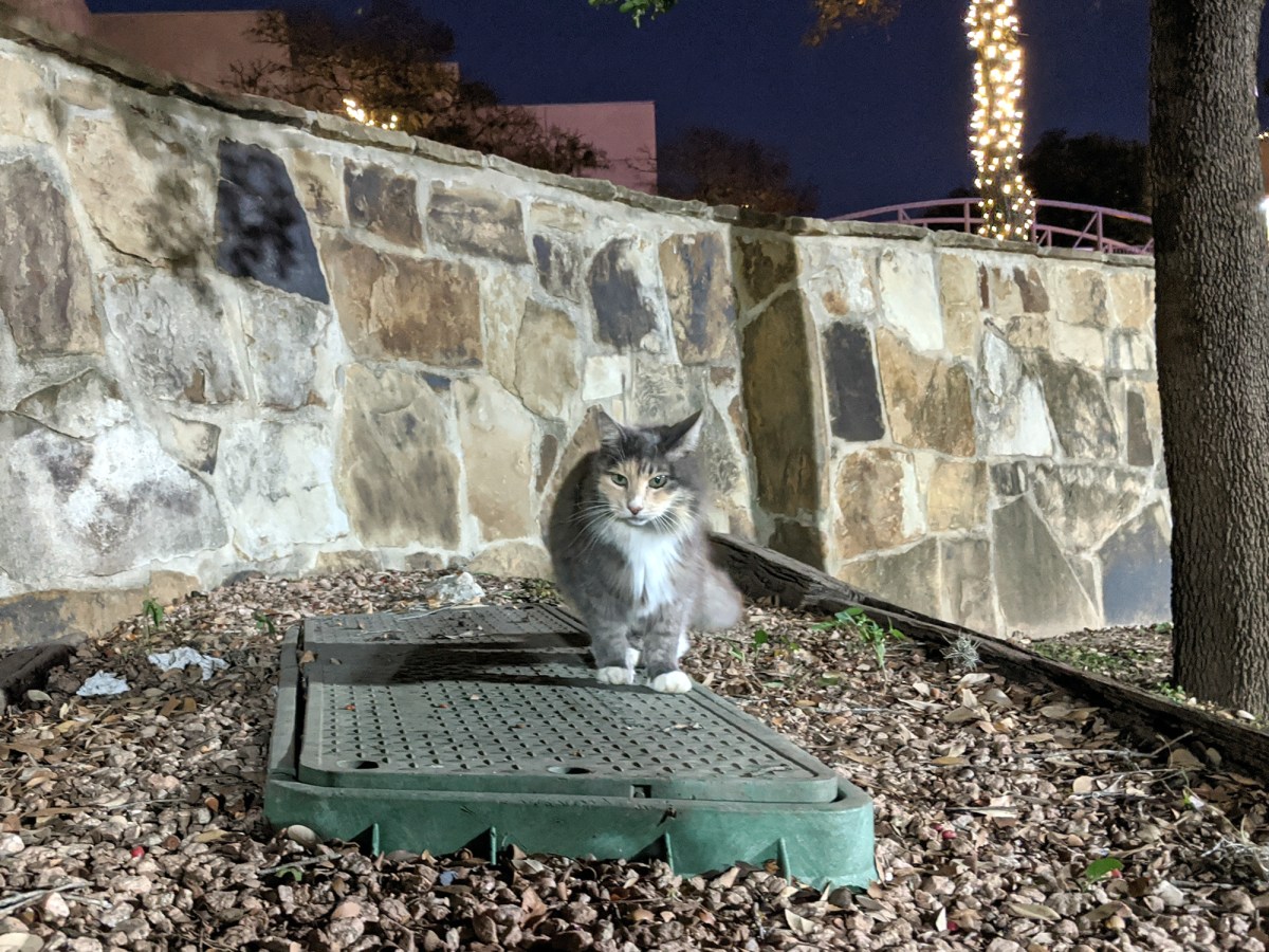 Polly, December 14, 2019