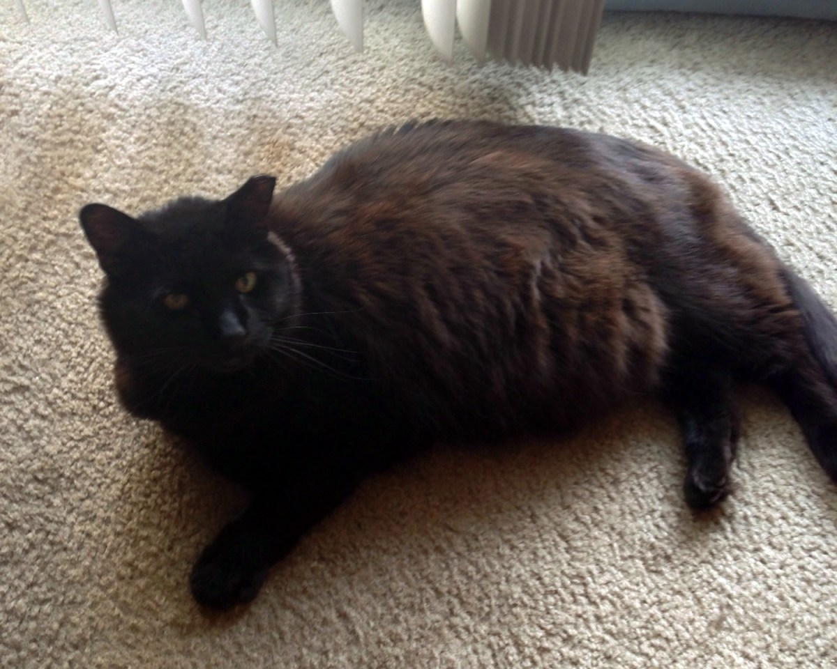 Shadow, December 23, 2019