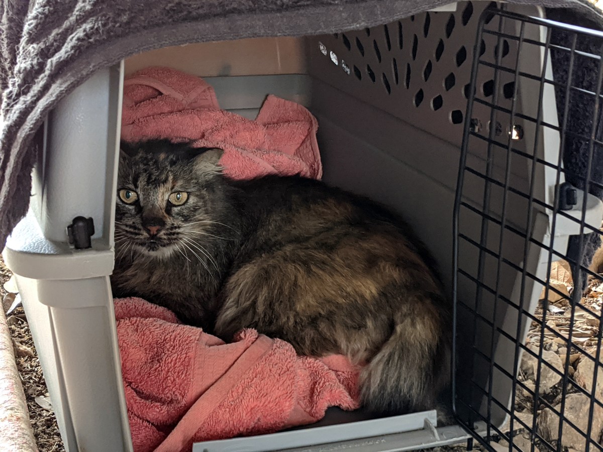 Fluffy, January 12, 2020