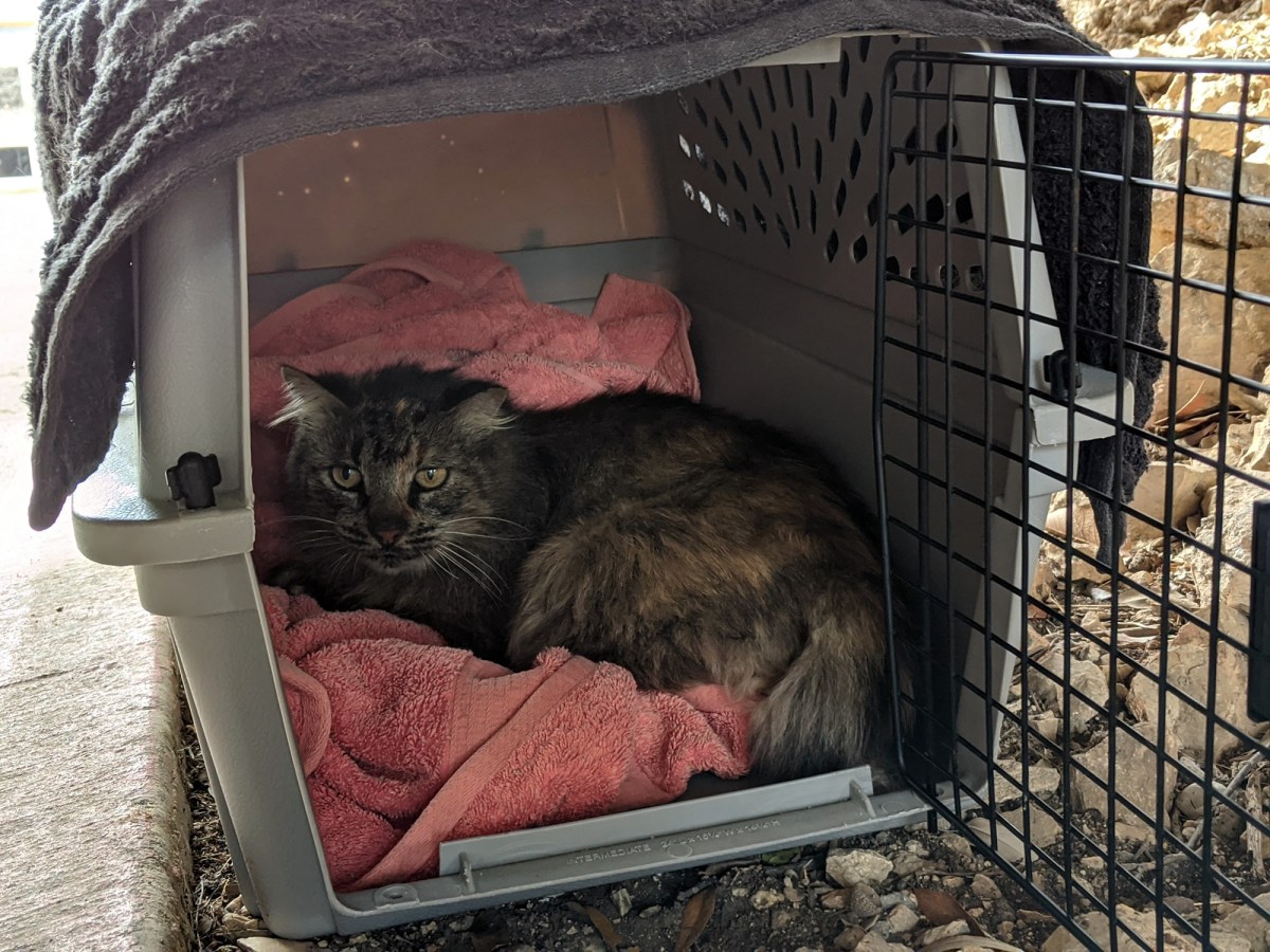 Fluffy, January 12, 2020