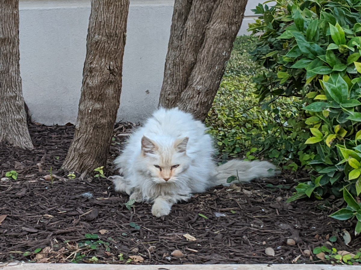 Snowball, January 9, 2020