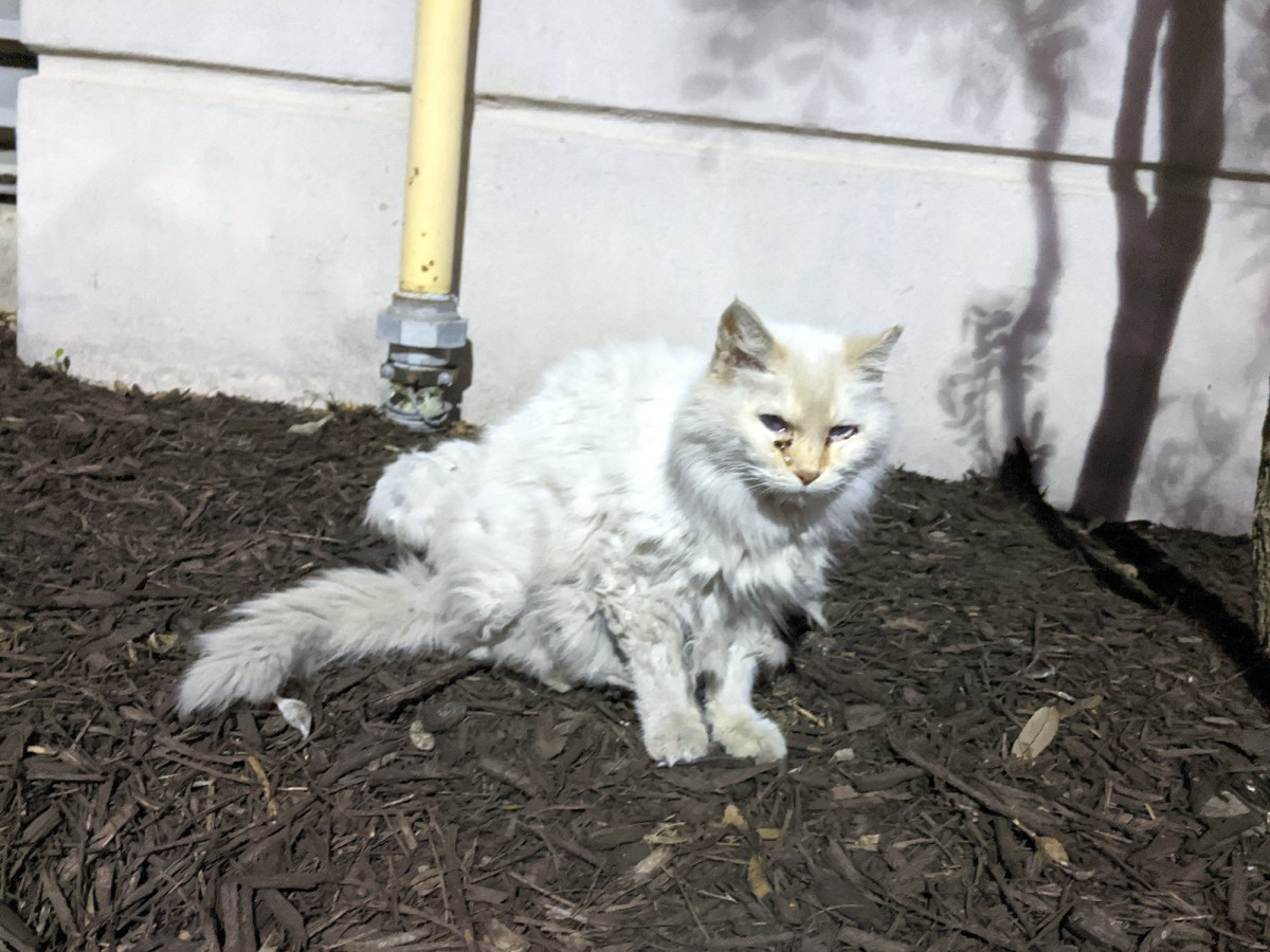 Snowball, January 10, 2020