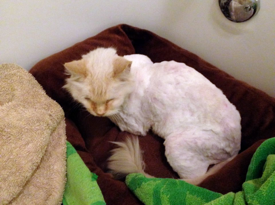 Snowball after shave, January 14, 2020