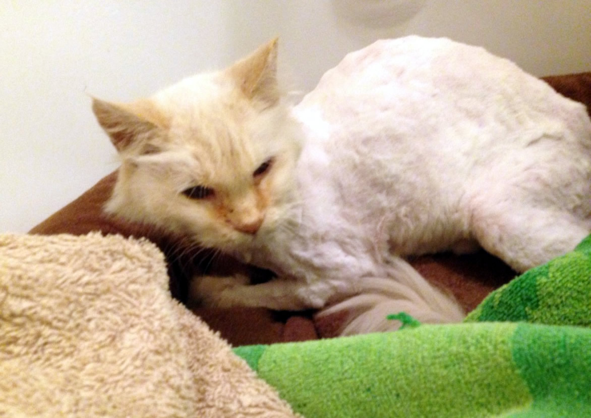 Snowball after shave, January 14, 2020