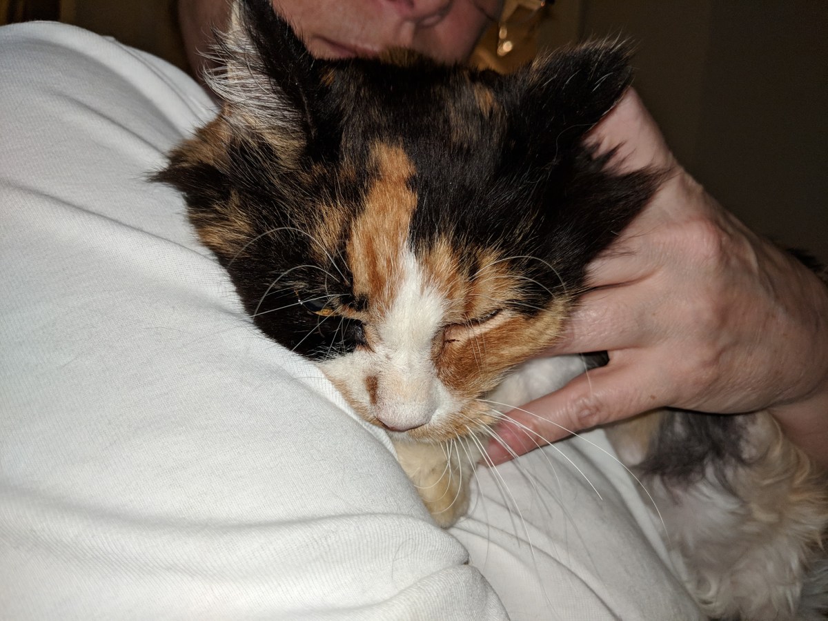 Speedy, December 14, 2018