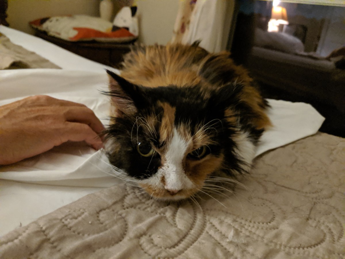 Speedy, August 19, 2019