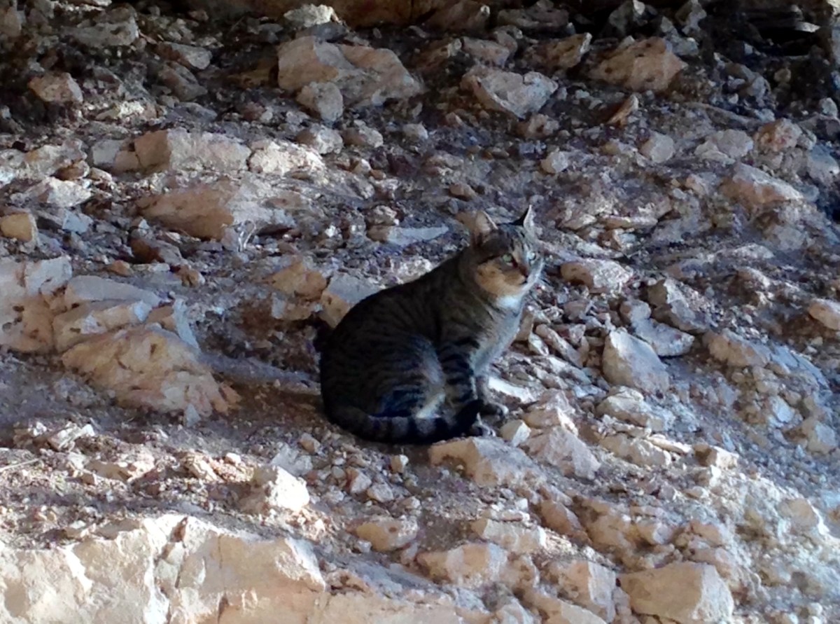 Tigger @ BB, February 13, 2020