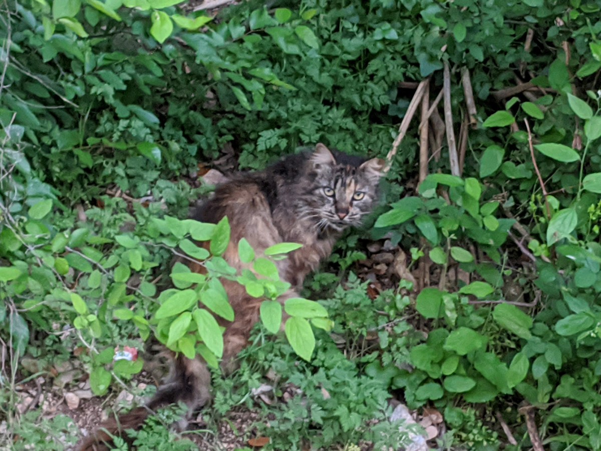 Fluffy, March 24, 2020