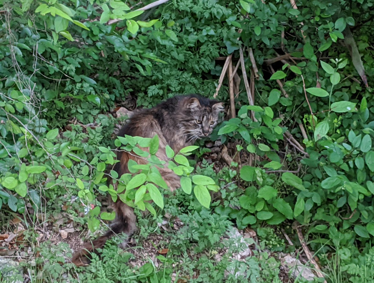 Fluffy, March 24, 2020