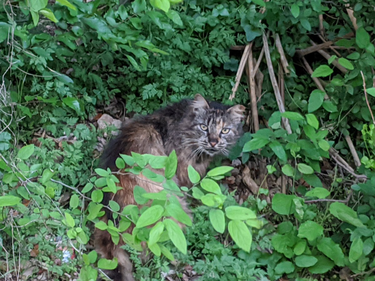 Fluffy, March 24, 2020