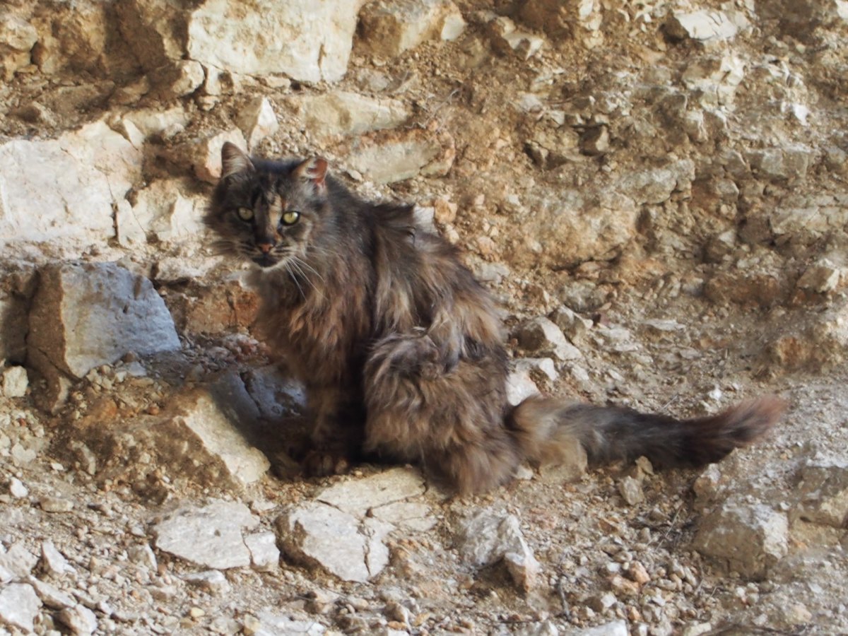 Fluffy, March 28, 2020