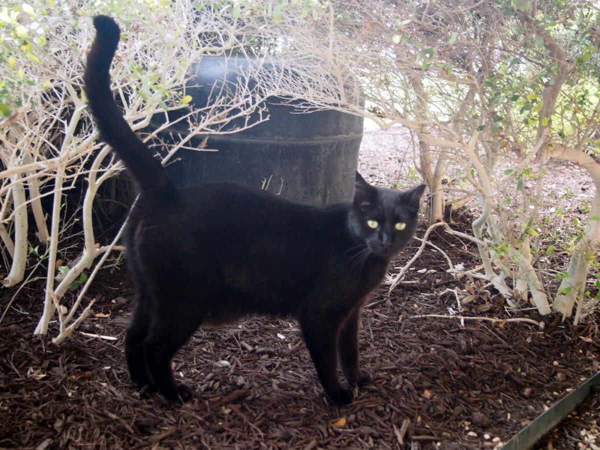 Lucifer, March 27, 2020