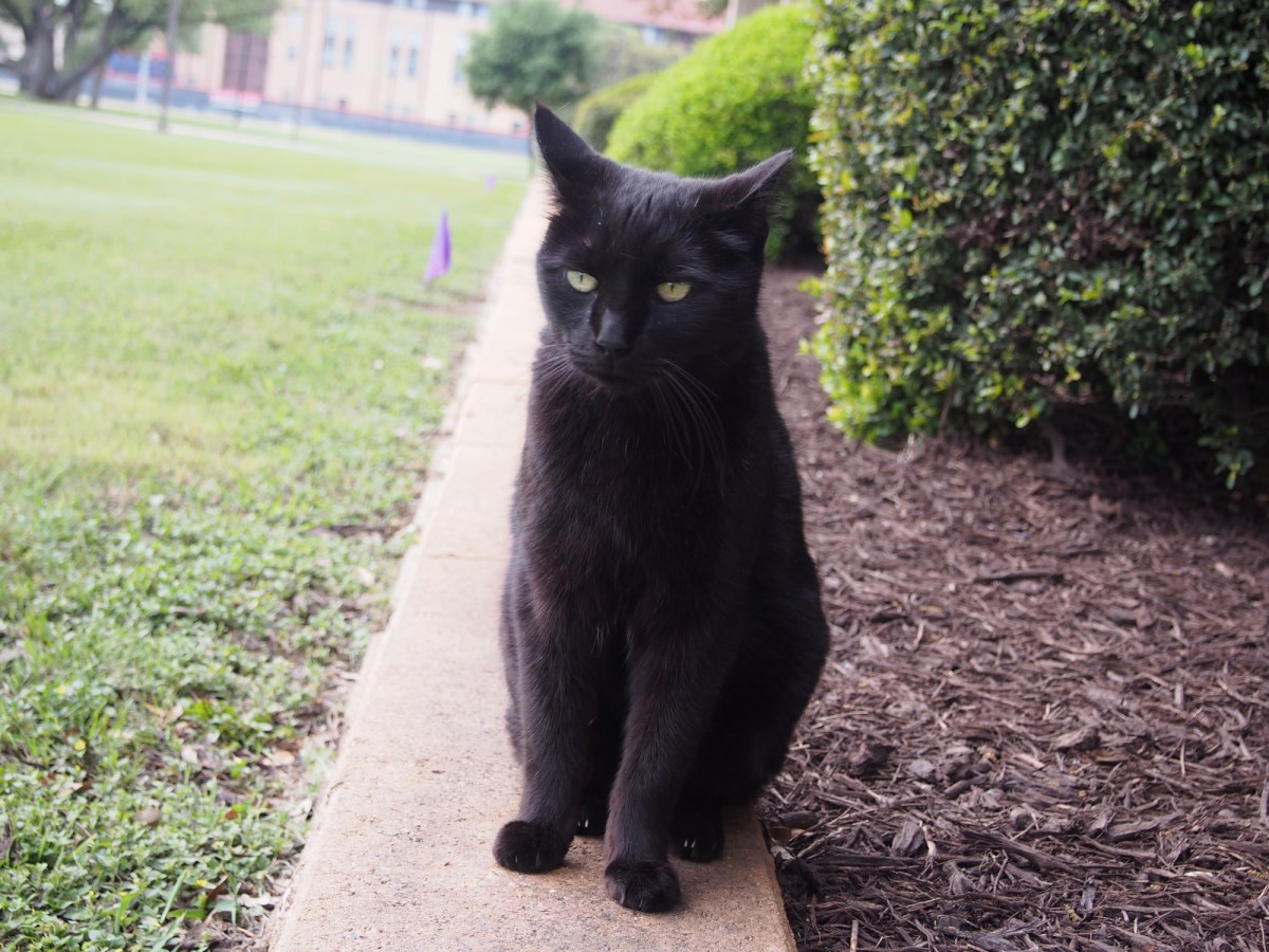 Lucifer, March 27, 2020