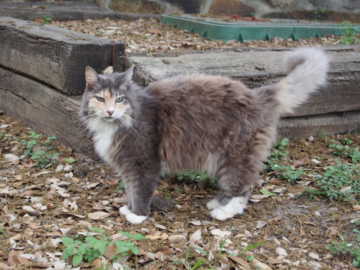 Polly, March 27, 2020