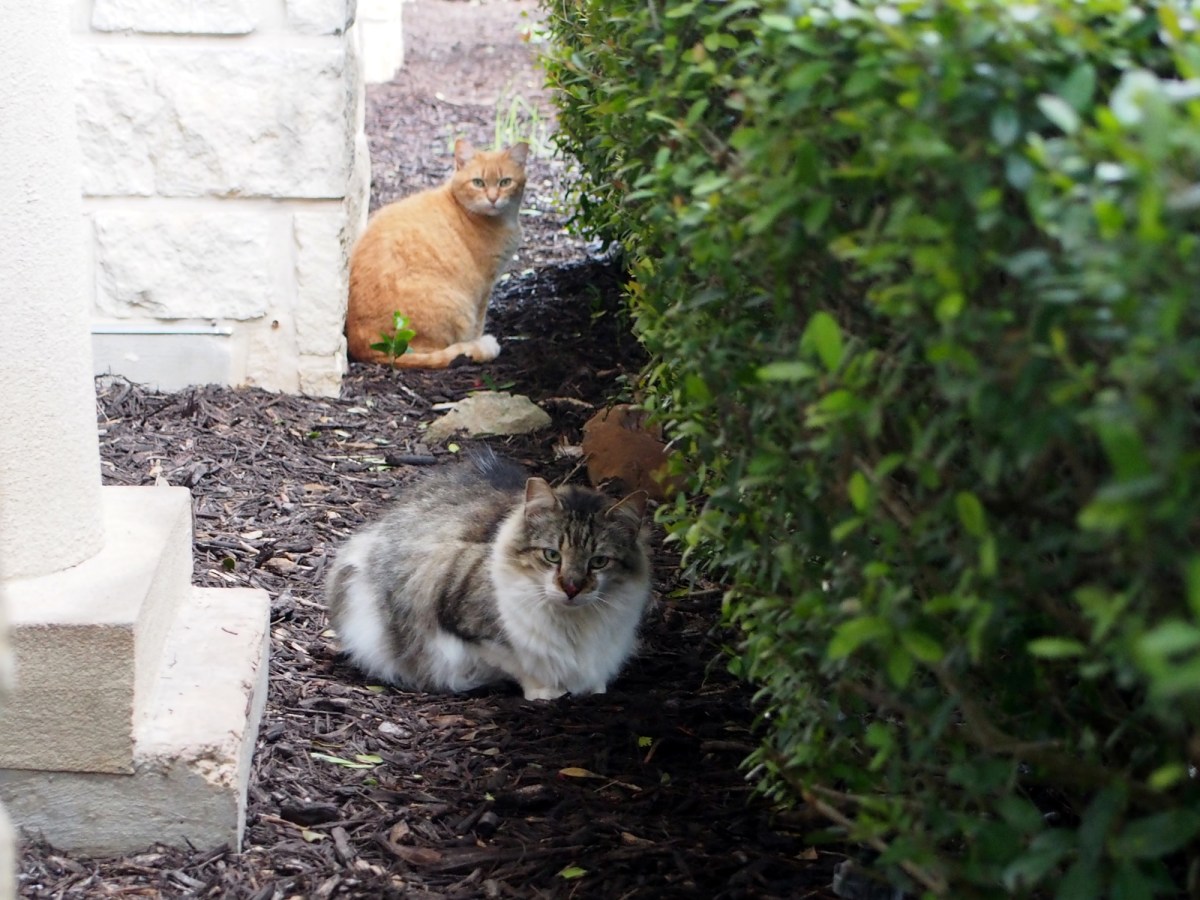 Rocky & Rusty, March 30, 2020