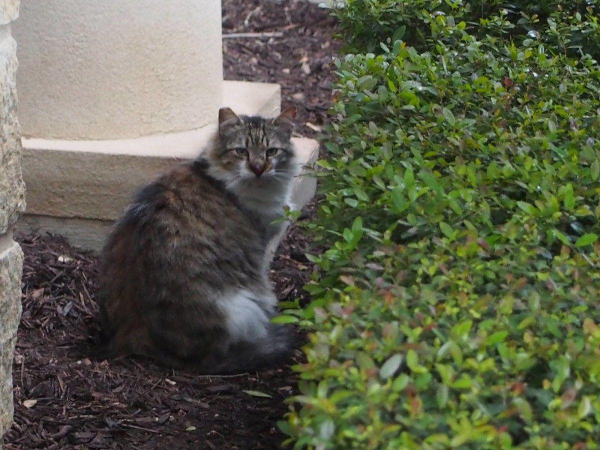 Rocky, March 30, 2020