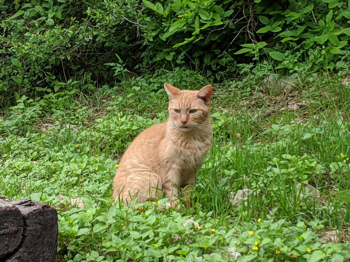 Sonny, March 30, 2020