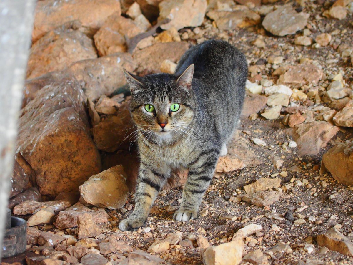 Tigger, March 27, 2020