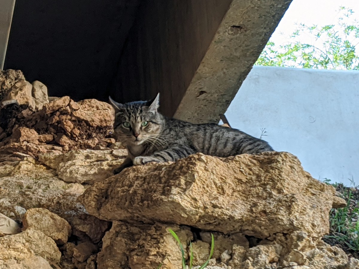 Tigger, March 26, 2020