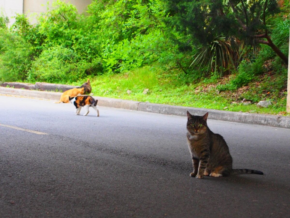 Tigger, March 27, 2020