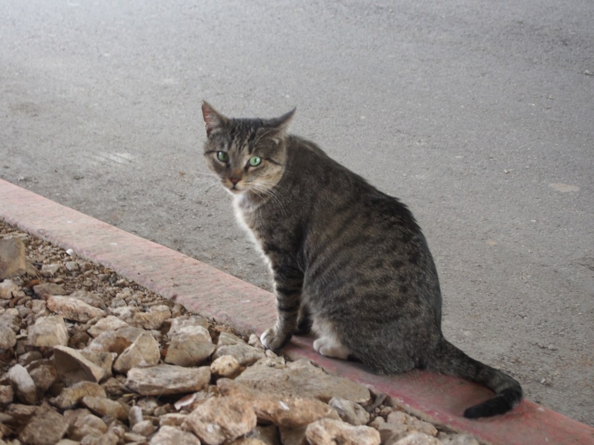 Tigger, March 29, 2020