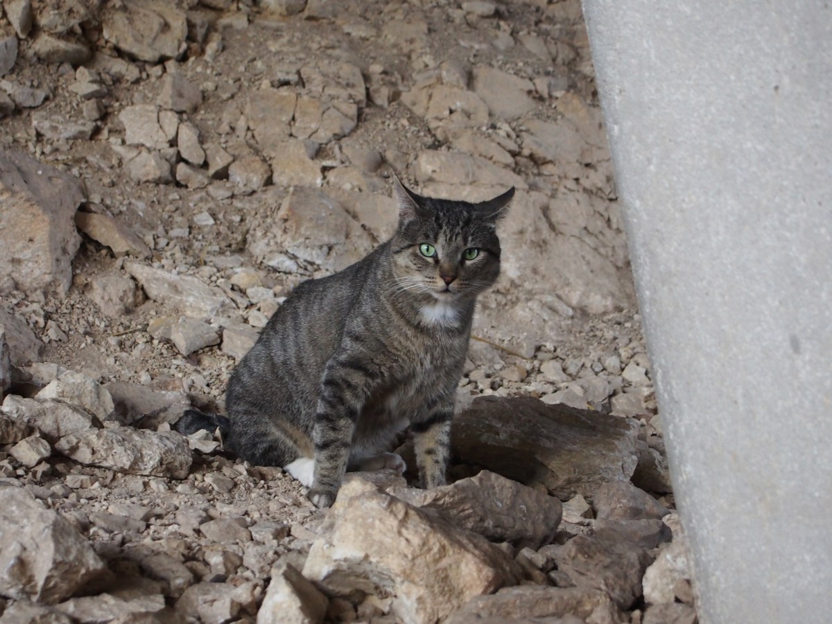 Tigger, March 29, 2020