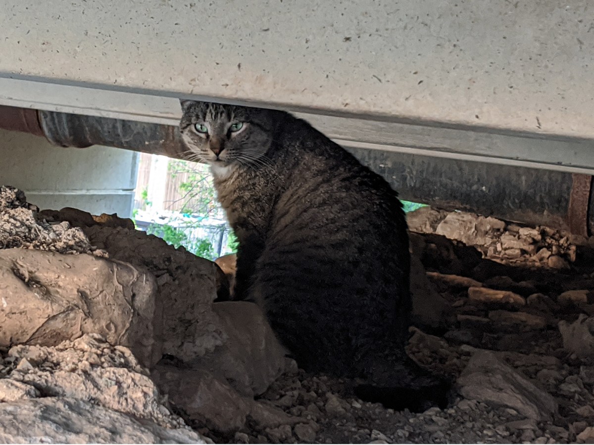 Tigger, March 26, 2020