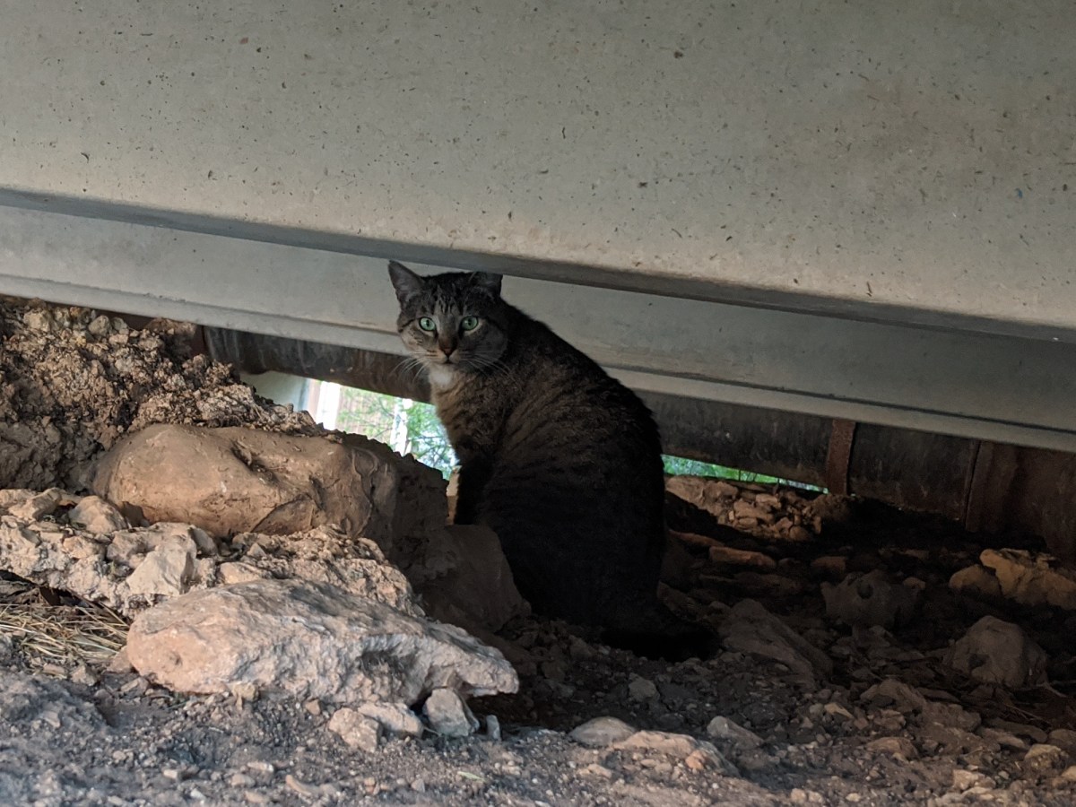 Tigger, March 26, 2020