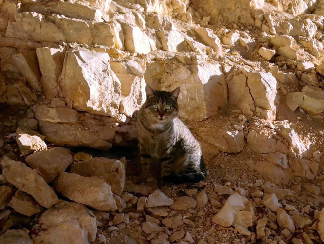 Tigger @ BB, February 26, 2020