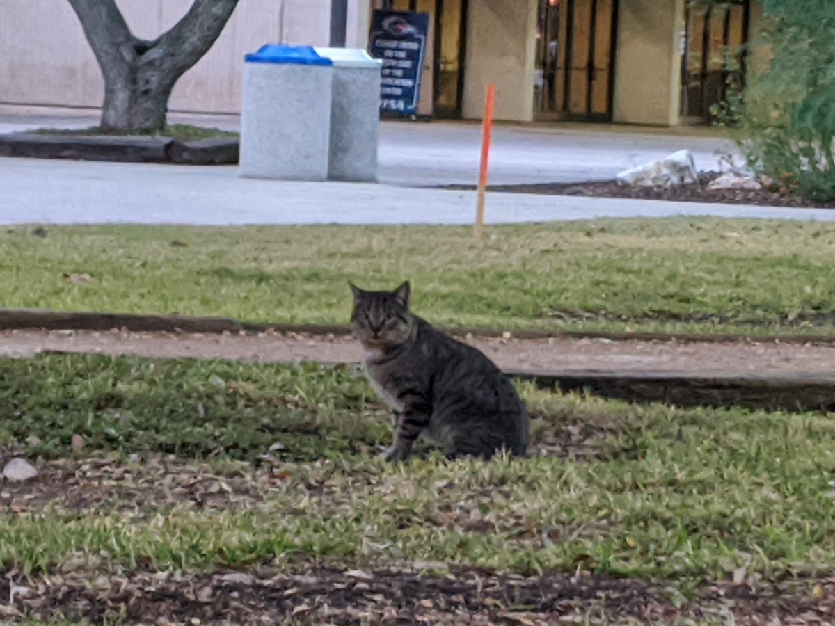 Tigger @ SU lawn, December 16, 2019