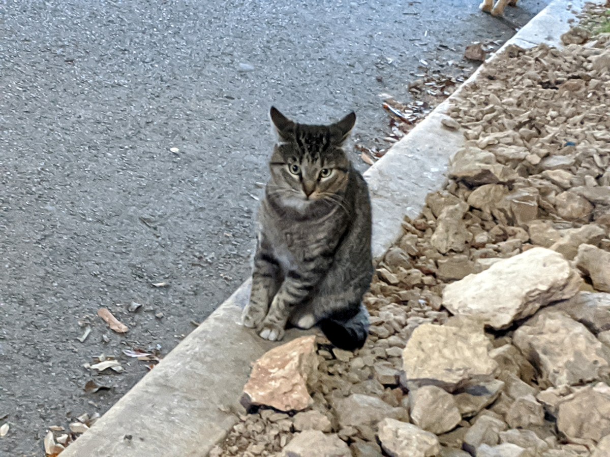 Tigger, March 14, 2020