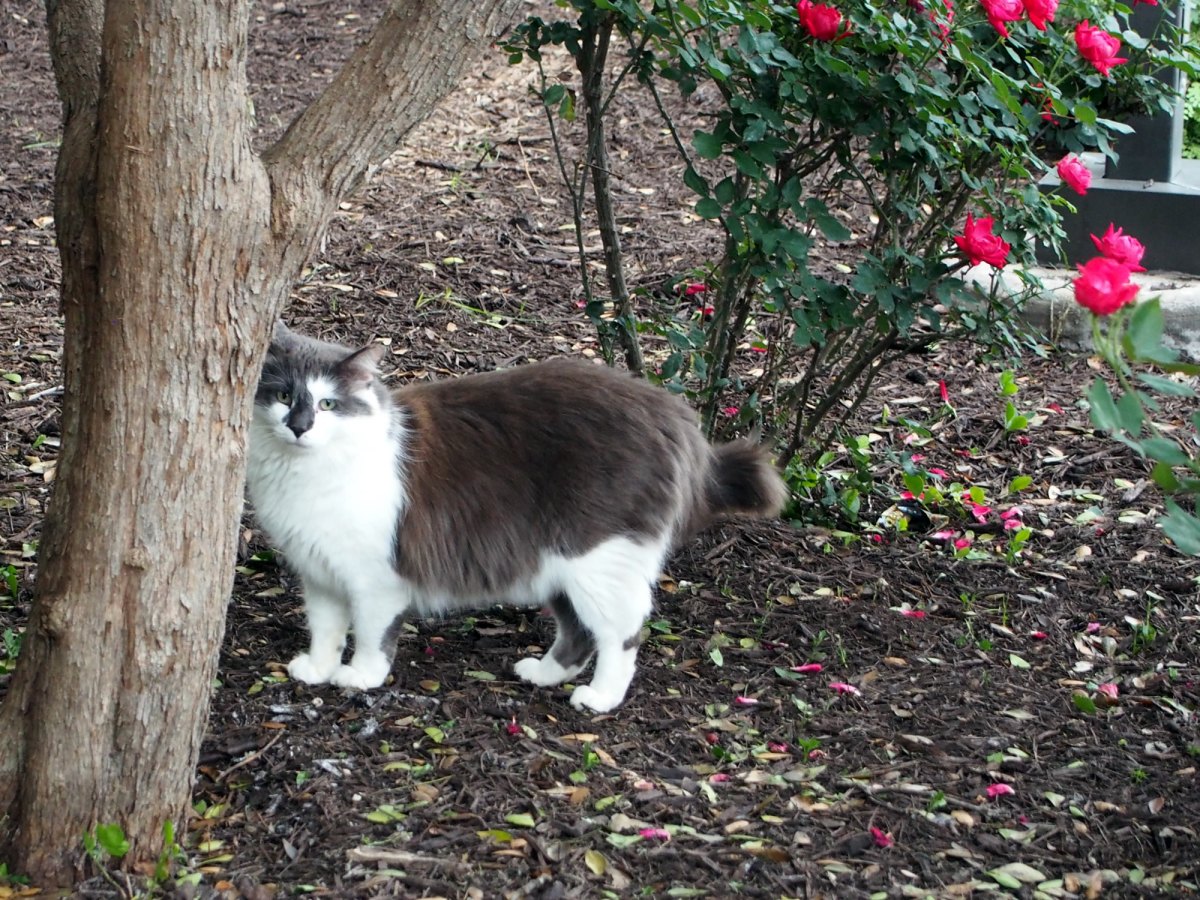 Charlie, April 10, 2020