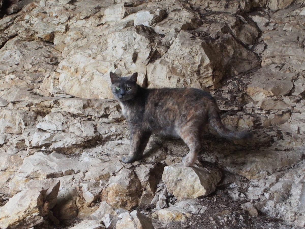 Chloe, April 10, 2020