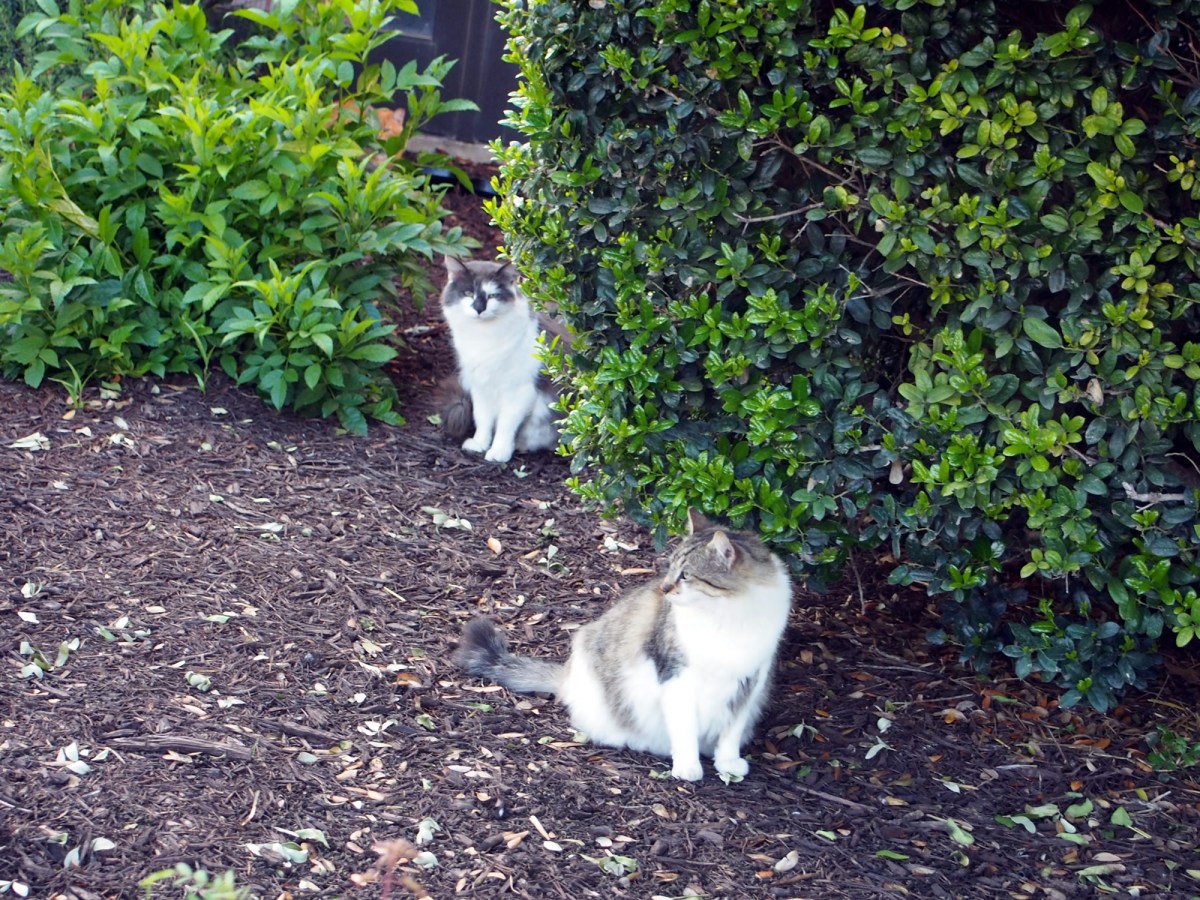 Rocky, Charlie & Rusty, April 14, 2020