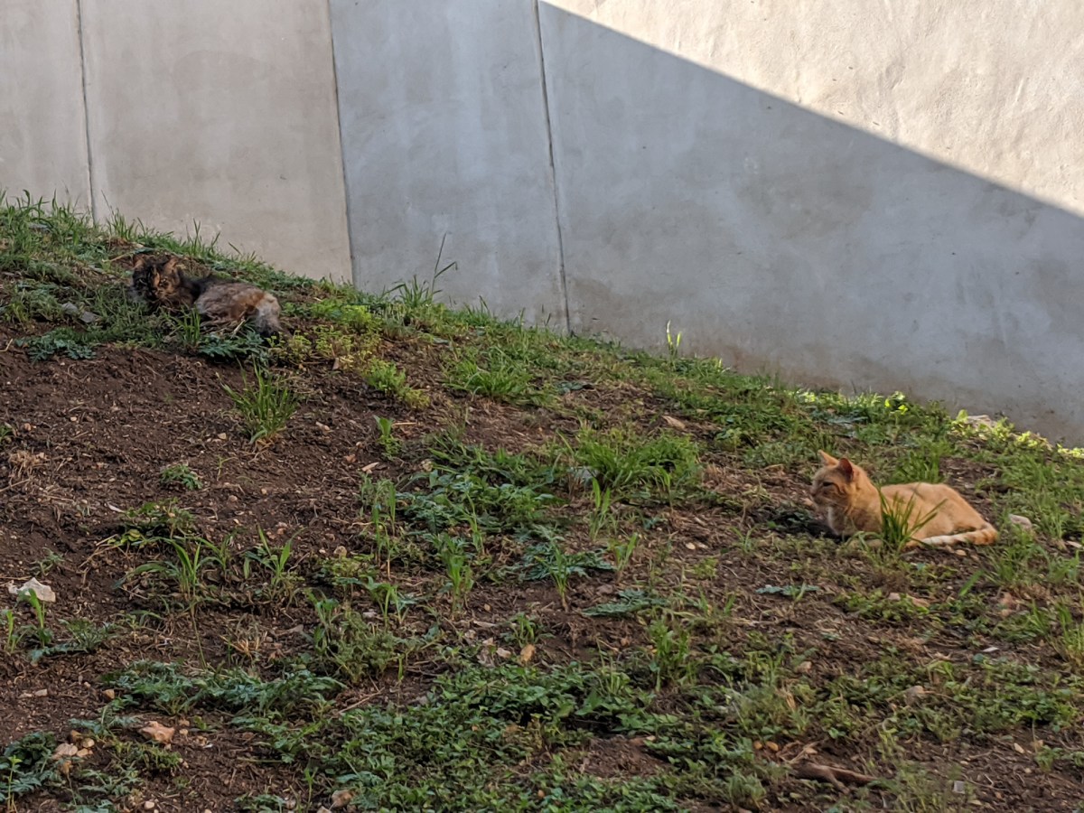 Sonny & Fluffy after Sonny's back home, April 26, 2020