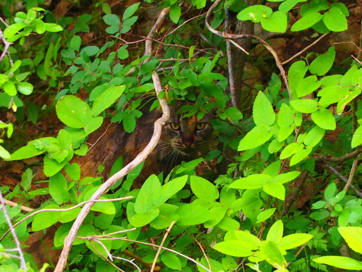 Fluffy, March 27, 2020