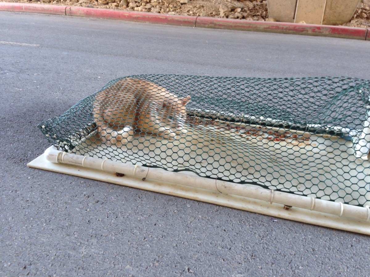 Foxy, April 26, 2020